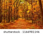 Autumn forest scenery with road of fall leaves & warm light illumining the gold foliage. Footpath in scene autumn forest nature. Vivid october day in colorful forest, maple autumn trees road fall way