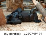 Funny Happy Lazy Black Gorilla...