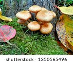 Wild Forest Honey Agaric Fungus ...