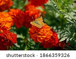 Butterfly On Orange Red...