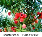 Yew Tree  Taxus Baccata  Red...