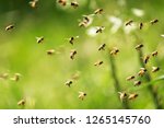 Swarm of bees in flight on a...