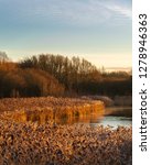 Small photo of Golden reeds on the shore of Pennington Flash, Leigh, Manchester at sunrise. Long exposure with a beautiful clear blue sky.