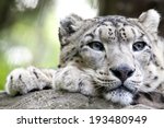 The Snow Leopard  Panthera...