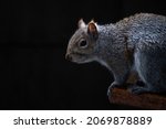 Grey Squirrel Isolated On Black ...