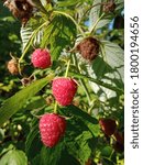 Small photo of raspberry bush close-up, screensaver for a computer, macro photography of raspberries, raspberry color, photographer Kravtsov.