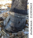 Closeup Of Horse Hoof On Winter ...