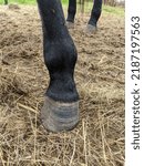 Small photo of Closeup of fused fetlock on young horse with dark legs