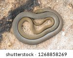 Small photo of Yellow Faced Whip Snake