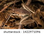 Stony Creek Frog Litoria wilcoxii from Eastern Australia