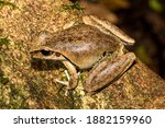 Stony-creek Frog on mossy log