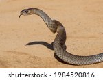 Australian Eastern Brown Snake...