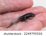 Small photo of Australian Lesueur's Frog tadpole on amphibian researcher's hand