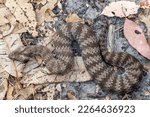 Small photo of Highly Venomous Australian Common Death Adder