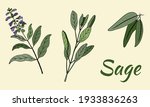 Vector Drawing Of Sage. Branch...