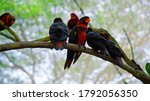 Group Of Parrots Lory With Blue ...