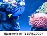 Paracanthurus hepatus, beautiful blue fish swimming in the aquarium with royal clownfish in the background