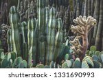 Mexican Fence Post (Stenocereus marginata), Organ Pipe (Stenocereus thurberi), Prickly Pear (Opuntia) and Teddy Bear Cholla (Cylindropuntia bigelovii) cactus in a garden together.  Phoenix, Arizona.