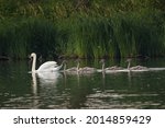 White Swan On Lake With Cubs....