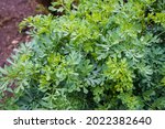 Small photo of Common rue or herb of grace (Ruta graveolens) herbal plant in the garden. Medicinal herb.