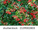 Firethorn Berries. Pyracantha...