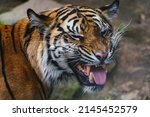 Small photo of Front view of Sumatran tiger. Portrait of Sumatran tiger (Panthera tigris sumatrae)