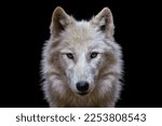 Portrait of arctic wolf isolated on black background. Polar wolf.