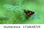 Small photo of Polytremis eltola, the yellow spot swift, is a species of skipper butterfly found in the Indomalayan realm. This butterfly resting & busking in a bush. Its open wing to absolve hit for its body