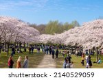 Small photo of AMSTELVEEN, THE NETHERLANDS - March 28, 2022: Kersenbloesempark (flower park) There are 400 cherry trees in the Amsterdamse Bos, In the spring you can enjoy the beautiful cherry blossom or Sakura.