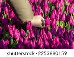Selective focus of a women hand picking purple flowers with green leaves, Tulips (Tulipa) are a genus of spring-blooming perennial herbaceous bulbiferous geophytes, National tulip day in Netherlands.