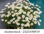 Small photo of Selective focus of white cream flower with green leaves in garden, Argyranthemum frutescens known as Paris daisy or marguerite daisy, A perennial plant known for its flowers, Nature floral background.