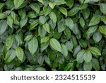 Selective focus green leaves of Elaeagnus ebbingei in the garden, Thorny olive, Spiny oleaster and Silverthorn is a species of flowering plant in the family Elaeagnaceae, Nature greenery background.