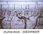 Frozen Vineyard In Foggy Winter....