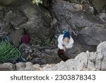 rock climber. man climbing back. traditional crag climber. cliff in the woods. climber on a natural cliff in a rough environment. smiling woman climbing. happy climber smiling. climbing photography