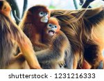 Small photo of two golden snub nosed monkeys on a tree