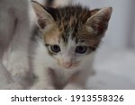 A Photo Of A Sad Looking Kitten