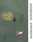 Small photo of In the lotus pond in autumn, the withered lotus leaves and the petals falling from the late blooming lotus deduce the process of life.