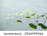 Small photo of In autumn, residual lotus and newly born lotus in the pond deduce the cycle of life.