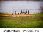 Canadian Wild Geese  Canada...