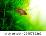 Small photo of Dario dario tropical freshwater fish in aquarium. Dwarf Bengal, Dwarf Bengal, Scarlet, Scarlet Dwarf, Red Scarlet Dwarf fish underwater swimming macro close up