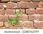 Hedera helix, the common ivy, English ivy, European ivy, or just ivy, species of plant creeper, climbing plant on the brick brick masonry, brick wall