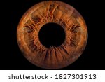 Iris - Close-up of human eye (macro photography)
