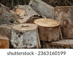 Lots of chopped wood and tree trunks on a sunny morning