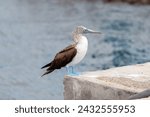 Small photo of Blue footed booby standing on concrete edge in port. Galapagos, ecuador.