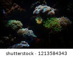 Reef Tank  Euphyllia Divisa ...