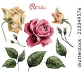 Roses And Leaves  Watercolor ...