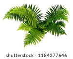 Fern Plan Isolated On White...