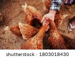 Hand Of Farmer Feeding Chicken...
