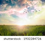 Flying birds over a green field at sunset