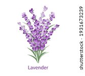 Lavender Bouquet Isolated On A...